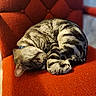 Pope is registered to the contest to win money with this photo: cat, sleeping, tabby, striped_fur, chair, red_chair, indoor, pet, cozy, furniture, relaxing, animal, domestic_cat, resting, cute, closeup, texture, soft_light, peaceful, collar