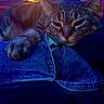 cat, tabby_cat, animal, pet, indoor, lap, relaxing, cozy, feline, person, jeans, hand, lighting, lamp, warm_light, orange, blue, comfort, resting, closeup
