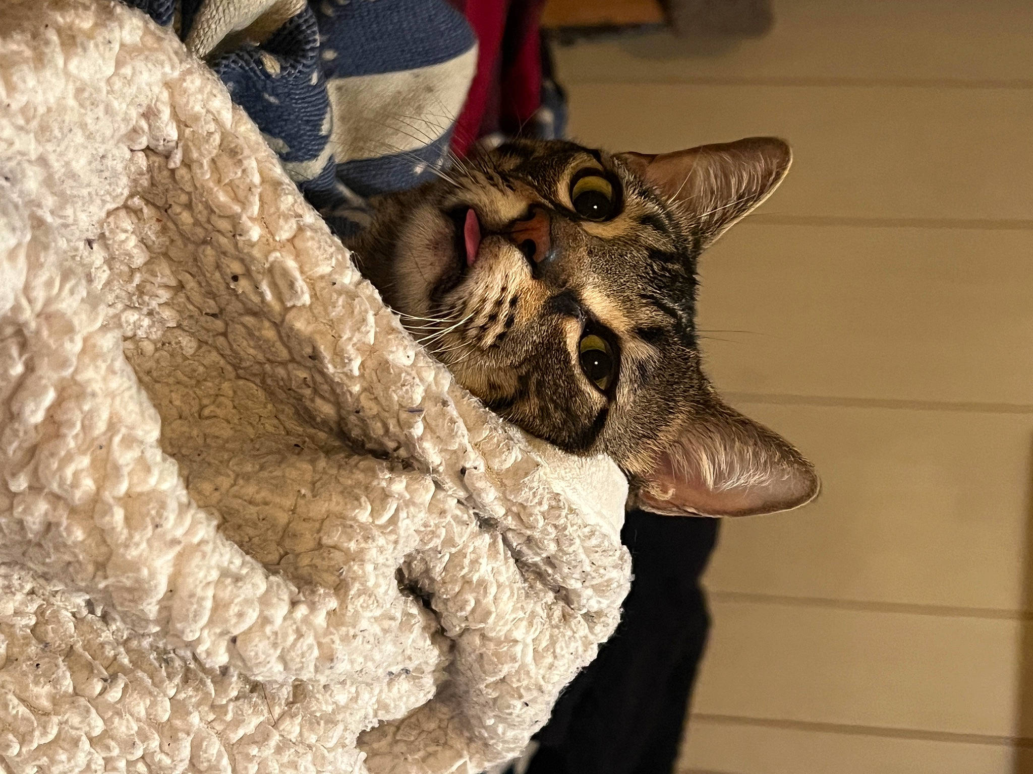 Honda joined the competition — help win amazing prizes! art, carnivore, cat, claw, fang, felidae, fur, gesture, glove, jaw, nile_crocodile, safety_glove, sculpture, small_to_medium_sized_cats, snout, terrestrial_animal, whiskers, wildlife, working_animal, wrinkle