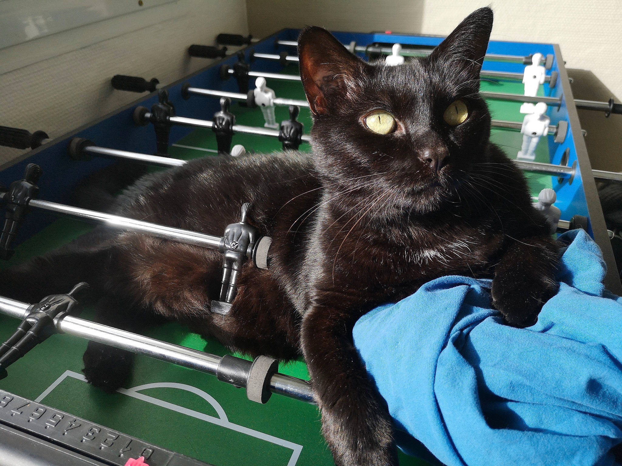 Lola a rejoint le concours — aidez-le/la à gagner de superbes lots ! black_cat, bombay, box, carnivore, cat, cat_supply, chair, claw, comfort, domestic_short_haired_cat, felidae, fur, havana_brown, paw, pet_supply, sink, small_to_medium_sized_cats, snout, tail, whiskers