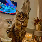 Nala a rejoint le concours — aidez-le/la à gagner de superbes lots ! adult, animal, architecture, building, cat, computerhardware, cup, electronics, furniture, hardware, male, man, monitor, person, pet, remotecontrol, screen, table, tv, wood