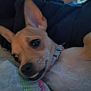 Daisy joined the competition — help win amazing prizes! animal, blanket, close_up, collar, companion, curious, cute, dog, domestic, ears, expression, face, fur, indoor, lying_down, pet, quilt, resting, small_dog, tan