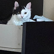 Jiji And Chip joined the competition — help win amazing prizes! animal, black_and_white, cat, cozy, curious, drawer, ears, face, feline, folded_clothes, furniture, home, indoor, looking, pet, quiet, resting, sitting, soft_fur, whiskers