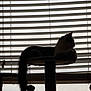 Jiji And Chip is registered to the contest to win money with this photo: animal, background, blinds, calm, cat, cat_tree, cozy, dark, feline, home, indoor, light, pet, quiet, relaxed, resting, shadow, silhouette, tail, window