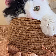 Jiji And Chip is registered to the contest to win money with this photo: cat, black_and_white, pet, close_up, hat, straw_hat, paw, curious, indoor, feline, whiskers, green_eyes, texture, woven, cozy, soft, cute, animal, playful, portrait