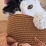 cat, black_and_white, pet, close_up, hat, straw_hat, paw, curious, indoor, feline, whiskers, green_eyes, texture, woven, cozy, soft, cute, animal, playful, portrait