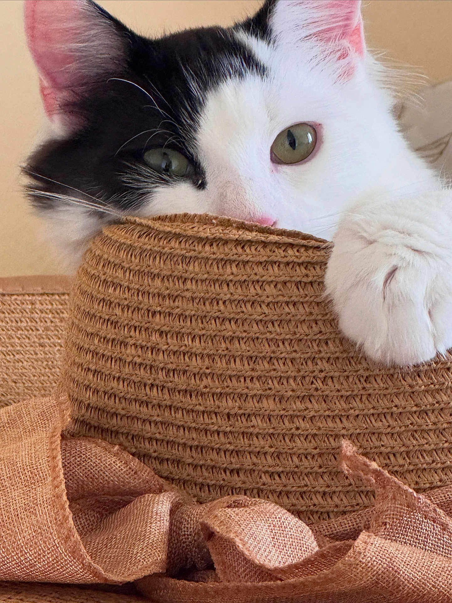 Jiji And Chip is registered to the contest to win money with this photo: cat, black_and_white, pet, close_up, hat, straw_hat, paw, curious, indoor, feline, whiskers, green_eyes, texture, woven, cozy, soft, cute, animal, playful, portrait