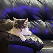 Sweet Potato joined the competition — help win amazing prizes! cat, pet, feline, couch, leather, indoor, purple_light, relaxing, animal, fur, resting, home, sofa, cute, whiskers, tabby, domestic_cat, living_room, paw, calm