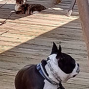 Bucky joined the competition — help win amazing prizes! animal, backyard, boston_terrier, cat, chain, collar, daytime, deck, dog, fence, leisure, nature, outdoor, pet, pool, relaxing, shadow, summer, sunlight, wooden_floor