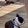 dog, boston_terrier, cat, deck, wooden_floor, pool, outdoor, sunlight, shadow, pet, animal, relaxing, leisure, collar, chain, fence, summer, daytime, nature, backyard