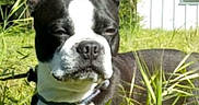 Bucky joined the competition — help win amazing prizes! animal, background, boston_terrier, canine, daylight, dog, ears, expression, fur, grass, greenery, house, leash, muzzle, nature, outdoor, pet, portrait, snout, sunlight