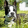 dog, boston_terrier, grass, outdoor, sunlight, pet, canine, animal, nature, house, greenery, daylight, portrait, ears, leash, expression, muzzle, fur, snout, background