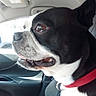 dog, black_and_white, pet, car_interior, collar, window, side_view, canine, animal, seat, leash_ring, mouth_open, alert, indoor, daylight, closeup, profile, ears_up, domestic_animal, companion