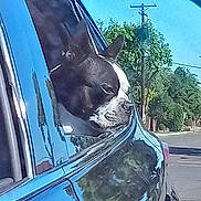Bucky joined the competition — help win amazing prizes! dog, boston_terrier, car, car_window, outdoor, sunny, reflection, blue_car, pet, animal, street, trees, daytime, vehicle, canine, side_view, road, leisure, travel, companion