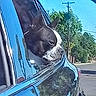 dog, boston_terrier, car, car_window, outdoor, sunny, reflection, blue_car, pet, animal, street, trees, daytime, vehicle, canine, side_view, road, leisure, travel, companion