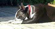 Bucky joined the competition — help win amazing prizes! dog, sleeping, black_and_white, red_collar, wooden_deck, outdoor, sunlight, plants, relaxing, pet, animal, nature, daylight, calm, resting, ears, fur, canine, peaceful, summer