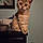 Billu