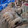 Billu is registered to the contest to win money with this photo: animal, bed, blanket, blue, cat, cozy, cute, domestic_animal, ears, floral, fluffy, fur, indoor, patterned, pet, pillow, relaxed, resting, sleepy, whiskers
