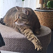 Filoute participe au concours pour gagner de l'argent avec cette photo : cat, tabby, pet, feline, indoor, resting, paw, woven_ottoman, curtain, plant, greenery, natural_light, home, cozy, relaxed, fur, whiskers, window, decor, quiet