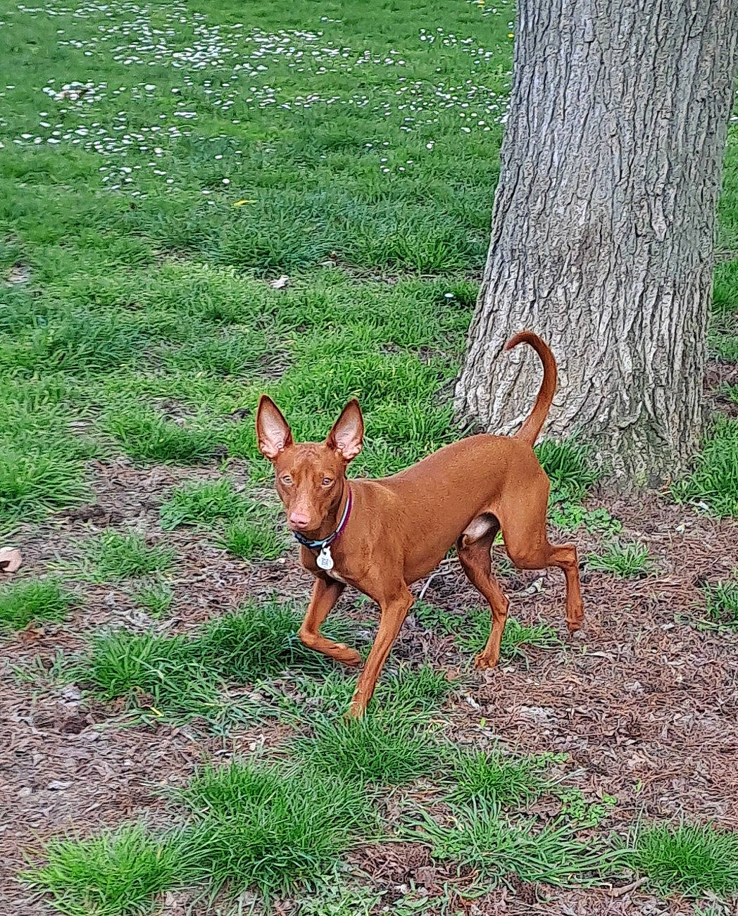 Snoopy a rejoint le concours — aidez-le/la à gagner de superbes lots ! canidae, carnivore, collar, companion_dog, dog, dog_breed, dog_supply, fawn, grass, groundcover, liver, plant, sporting_group, tail, terrestrial_animal, toy_dog, tree, trunk, wood, working_animal