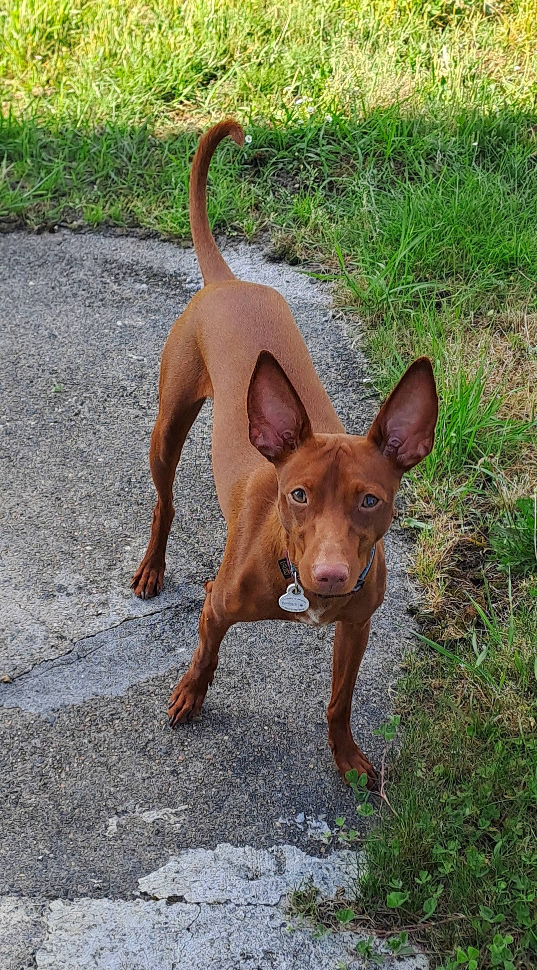 Snoopy participe au concours pour gagner de l'argent avec cette photo : canidae, carnivore, companion_dog, dog, dog_breed, dog_supply, fawn, grass, hunting_dog, liver, plant, sporting_group, tail, terrestrial_animal, terrestrial_plant, toy_dog, working_animal