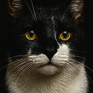 Taõ a rejoint le concours — aidez-le/la à gagner de superbes lots ! alert, animal, black_background, cat, close_up, closeup, cute, face, feline, fur, indoors, mammal, nocturnal, pet, portrait, tuxedo_cat, water_droplets, whiskers, wildlife, yellow_eyes