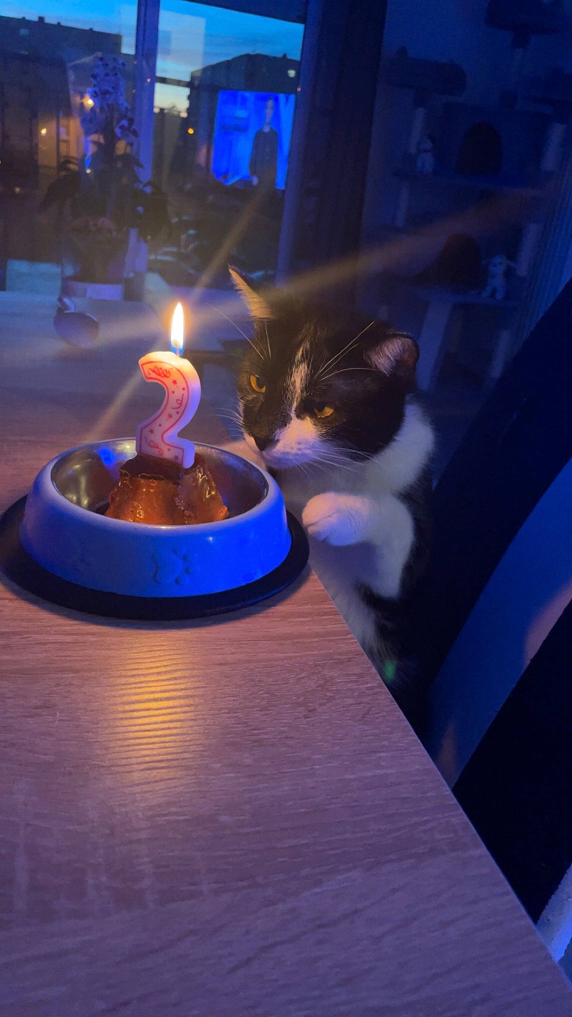 Taõ participe au concours pour gagner de l'argent avec cette photo : candle, carnivore, cat, darkness, electric_blue, event, felidae, fire, flame, gas, heat, lighting, magenta, plant, plate, purple, small_to_medium_sized_cats, table, tableware, whiskers