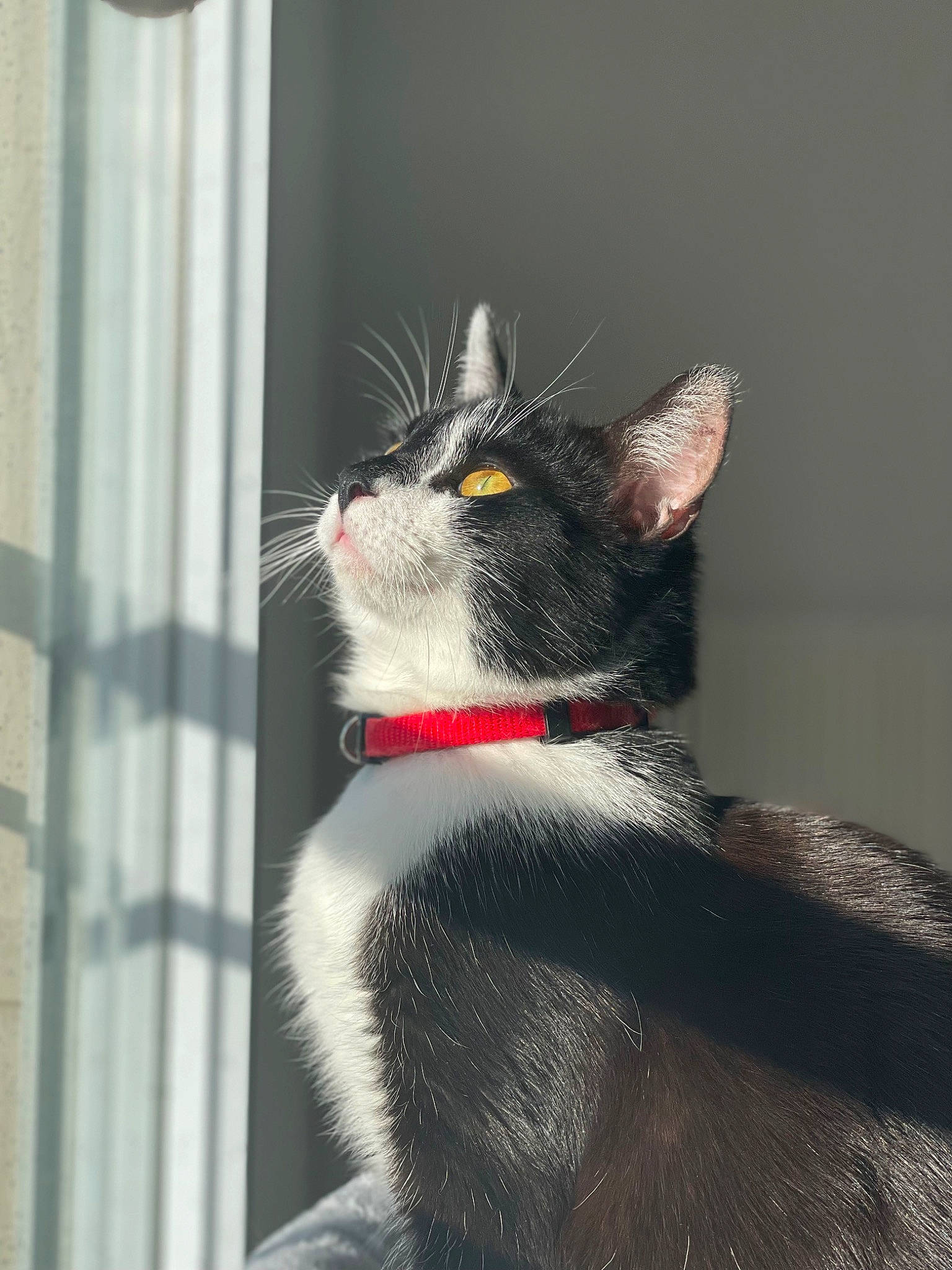 Taõ participe au concours pour gagner de l'argent avec cette photo : art, black_cat, carmine, carnivore, cat, domestic_short_haired_cat, felidae, fur, grey, monochrome_photography, paw, small_to_medium_sized_cats, snout, tail, tree, whiskers, window