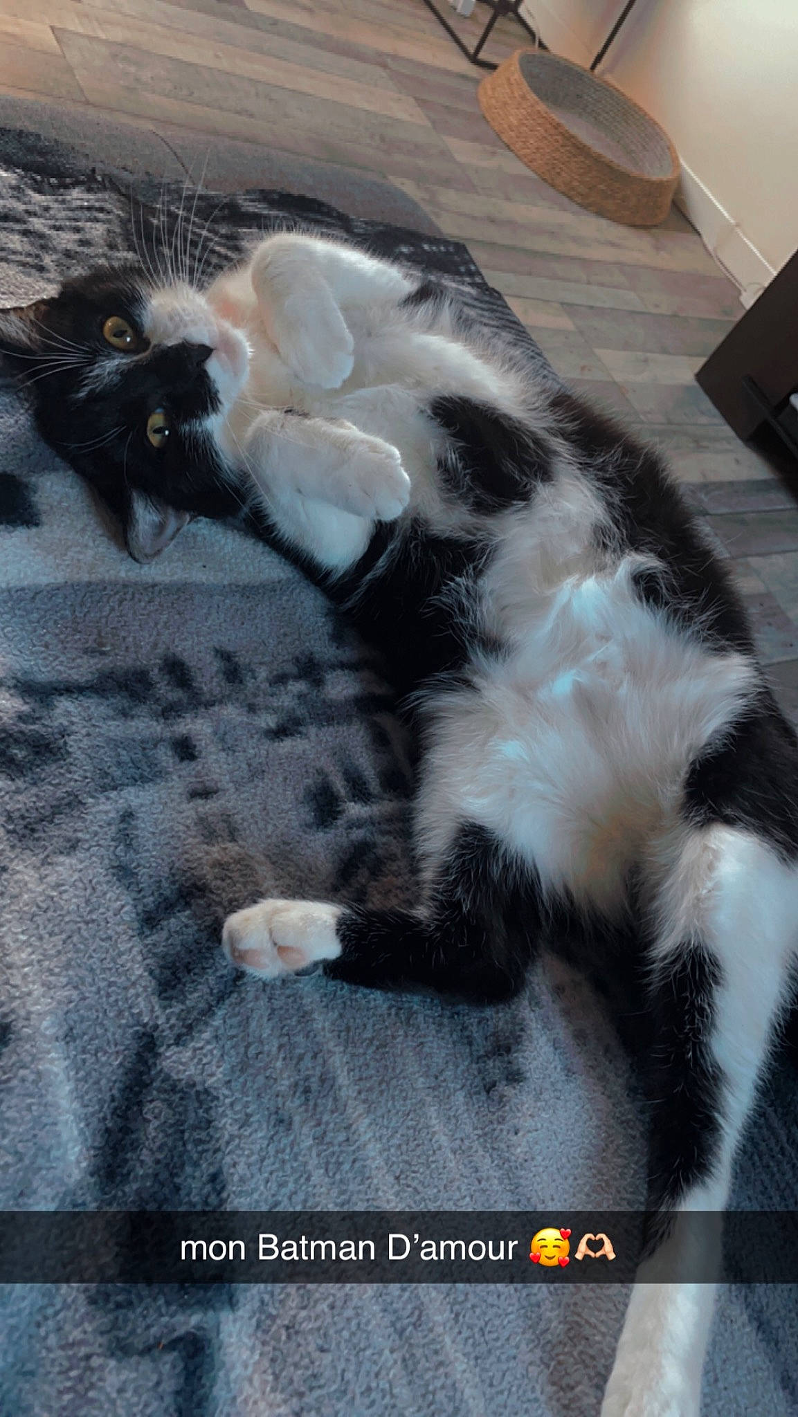 Taõ participe au concours pour gagner de l'argent avec cette photo : carnivore, cat, claw, comfort, companion_dog, dog_breed, felidae, flooring, fur, small_to_medium_sized_cats, tail, terrestrial_animal, whiskers