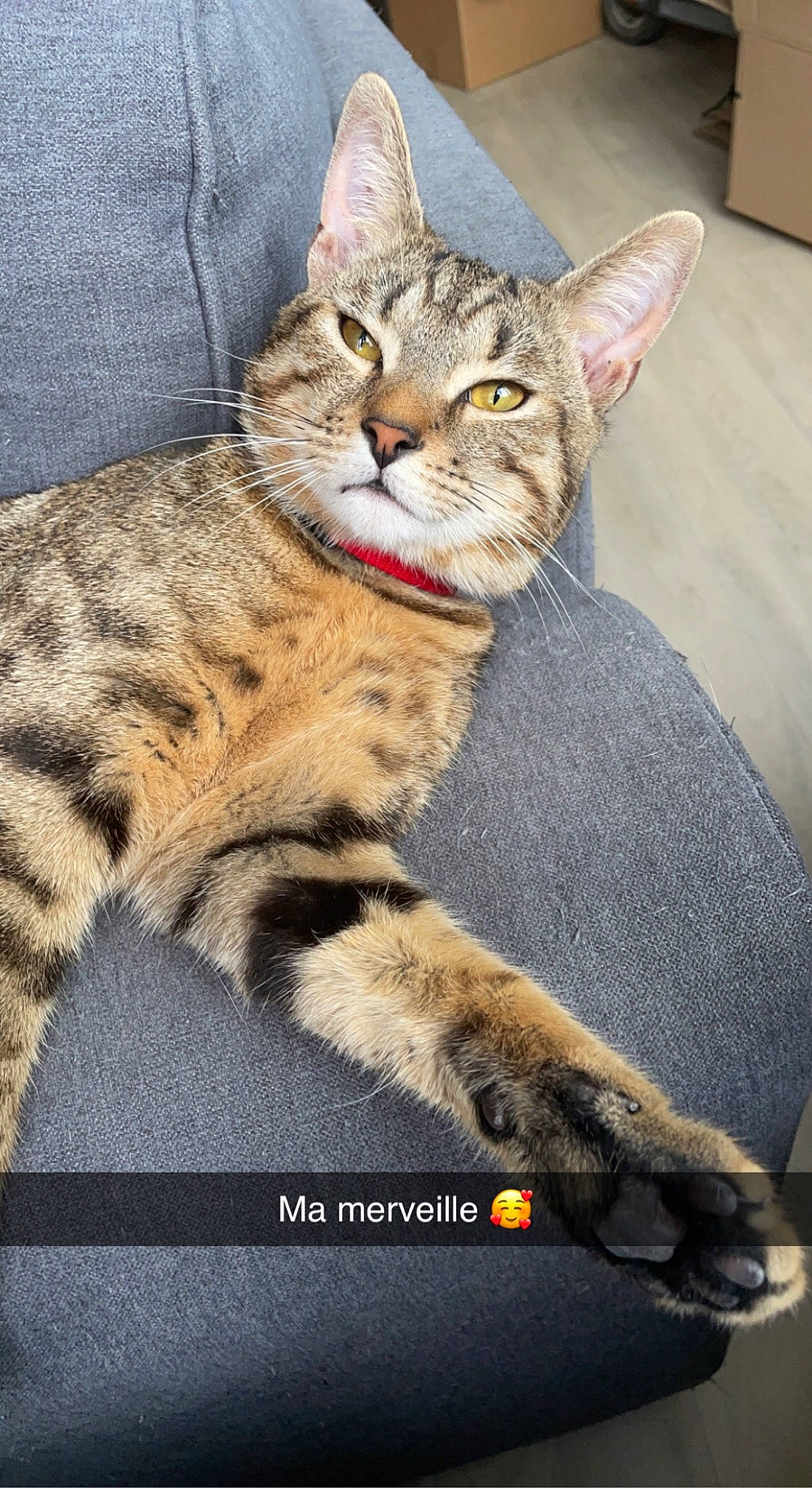 Tigrou a rejoint le concours — aidez-le/la à gagner de superbes lots ! carnivore, cat, claw, felidae, fur, paw, sitting, small_to_medium_sized_cats, snout, tail, terrestrial_animal, whiskers, wildlife, window