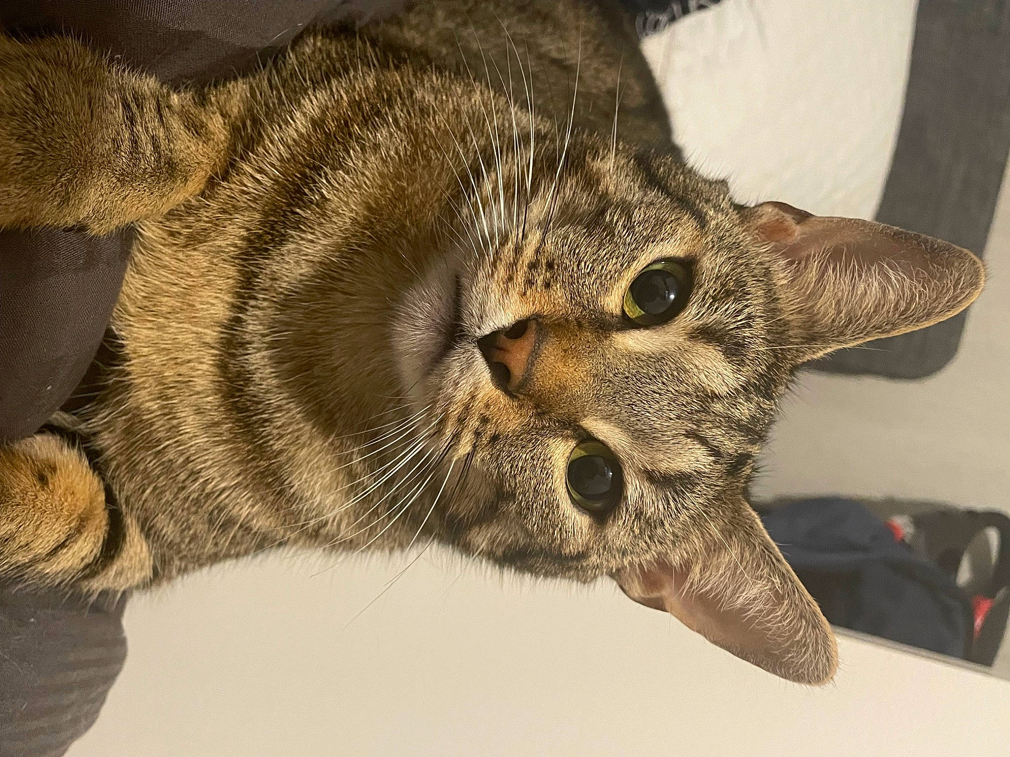 Tigrou a rejoint le concours — aidez-le/la à gagner de superbes lots ! american_crocodile, carnivore, cat, claw, crocodile, domestic_short_haired_cat, fang, felidae, fur, gesture, nile_crocodile, paw, small_to_medium_sized_cats, snout, tail, terrestrial_animal, whiskers, wildlife