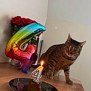 Tigrou a rejoint le concours — aidez-le/la à gagner de superbes lots ! animal, balloon, birthday_candle, cake, cat, celebration, curious, domestic_cat, feline, flower_bouquet, indoor, lit_candle, number_4, pet, plate, red_roses, stripe_pattern, tabby_cat, tabletop, wooden_table