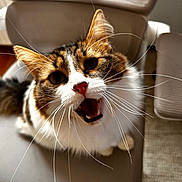Uno participe au concours pour gagner de l'argent avec cette photo : animal, black_fur, brown_fur, cat, chair, chair_seat, close_up, cute, domestic_cat, feline, fluffy, fur, home, indoor, looking_up, mouth_open, pet, sitting, whiskers, white_fur