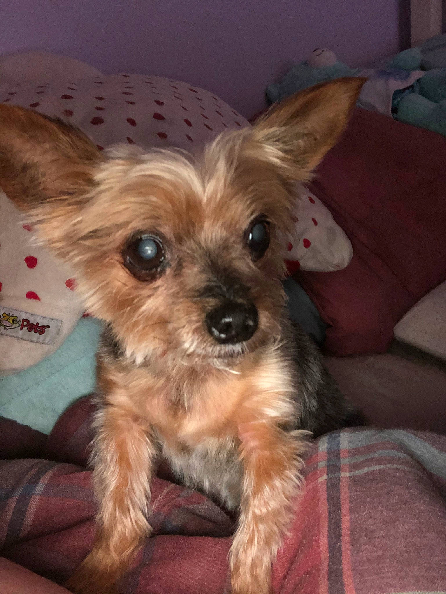 Princess joined the competition — help win amazing prizes! australian_silky_terrier, biewer_terrier, canidae, carnivore, companion_dog, dog, dog_breed, ear, mammal, morkie, puppy, rare_breed_dog, skin, small_terrier, snout, terrier, toy_dog, vertebrate, yorkipoo, yorkshire_terrier