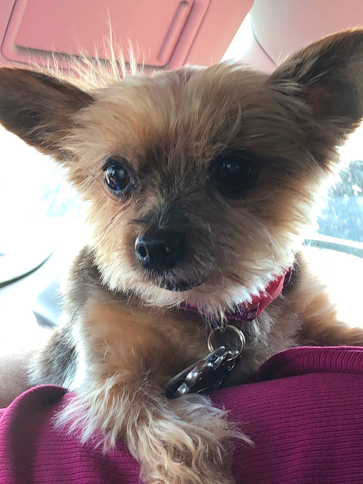 Princess joined the competition — help win amazing prizes! cairn_terrier, canidae, carnivore, companion_dog, dog, dog_breed, ear, fawn, mammal, morkie, norwich_terrier, puppy, rare_breed_dog, small_terrier, snout, terrier, toy_dog, vertebrate, yorkipoo, yorkshire_terrier