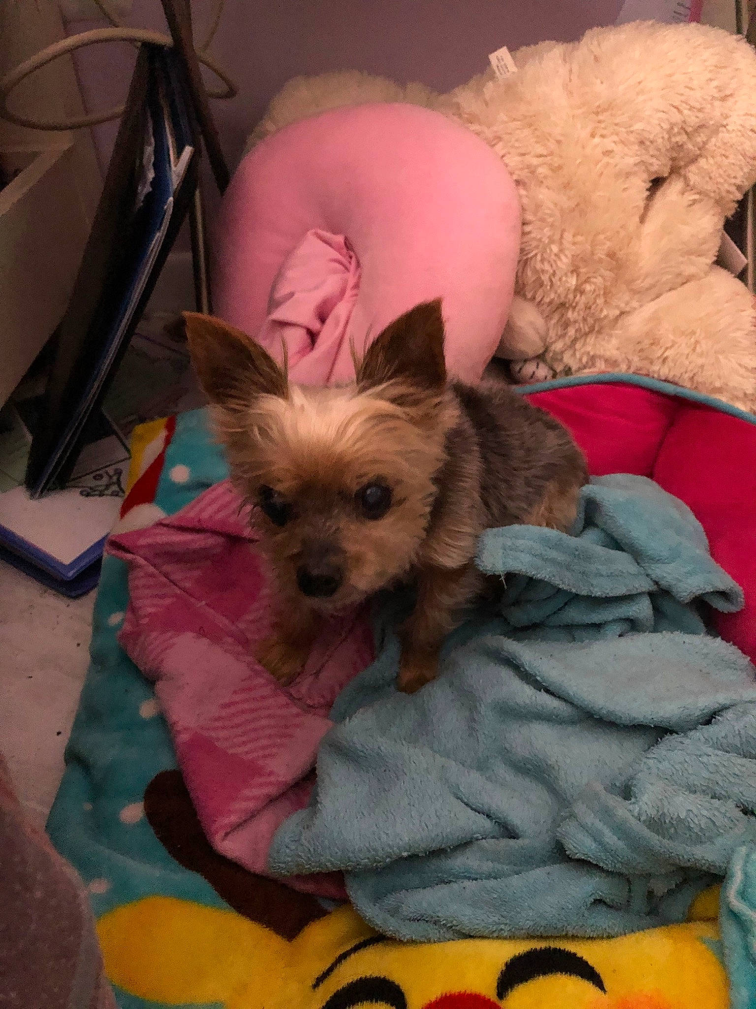 Princess joined the competition — help win amazing prizes! canidae, carnivore, chinese_crested_dog, companion_dog, dog, dog_breed, dog_clothes, fawn, mammal, morkie, puppy, puppy_love, skin, snout, sporting_group, terrier, toy_dog, vertebrate, yorkipoo, yorkshire_terrier