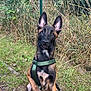 dog, puppy, outdoor, grass, fence, leash, harness, brown, black, ears, pet, nature, curious, sitting, animal, canine, young, attention, sidewalk, footwear
