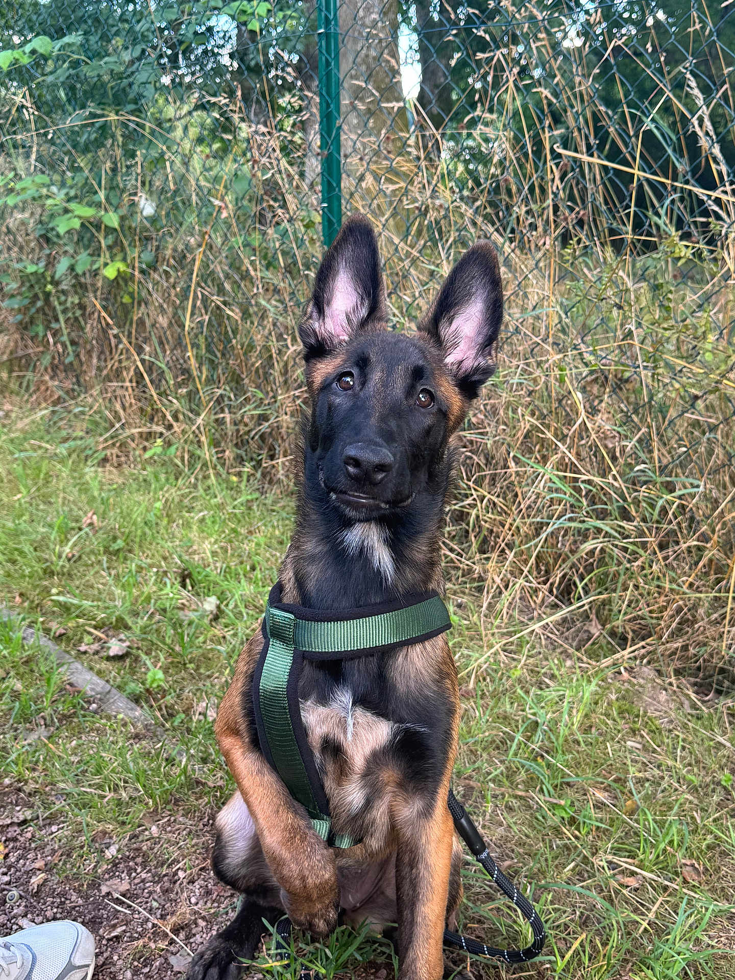June a rejoint le concours — aidez-le/la à gagner de superbes lots ! dog, puppy, outdoor, grass, fence, leash, harness, brown, black, ears, pet, nature, curious, sitting, animal, canine, young, attention, sidewalk, footwear