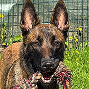 June participe au concours pour gagner de l'argent avec cette photo : dog, rope_toy, outdoor, grass, flowers, pet, animal, playful, brown_fur, ears, mouth, nose, sunlight, garden, canine, nature, happy, close_up, daytime, fence