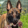dog, rope_toy, outdoor, grass, flowers, pet, animal, playful, brown_fur, ears, mouth, nose, sunlight, garden, canine, nature, happy, close_up, daytime, fence