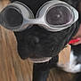 dog, black_dog, goggles, pet, close_up, indoor, floor, wooden_floor, animal, canine, wearing_accessory, funny, portrait, face, nose, ears, collar, house_pet, muzzle, domestic_animal