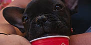 Django participe au concours pour gagner de l'argent avec cette photo : dog, puppy, french_bulldog, black_dog, ice_cream_cup, red_cup, hand, human_arm, close_up, pet, cute, snout, young_dog, outdoor, summer, holding, resting, animal, adorable, playful