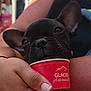 dog, puppy, french_bulldog, black_dog, ice_cream_cup, red_cup, hand, human_arm, close_up, pet, cute, snout, young_dog, outdoor, summer, holding, resting, animal, adorable, playful