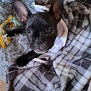 Django a rejoint le concours — aidez-le/la à gagner de superbes lots ! animal, bed, black_dog, blanket, cozy, cute, dog, ears, floor, french_bulldog, fur, indoor, looking_up, pet, plaid, playful, puppy, resting, rope_toy, young_dog