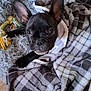 animal, bed, black_dog, blanket, cozy, cute, dog, ears, floor, french_bulldog, fur, indoor, looking_up, pet, plaid, playful, puppy, resting, rope_toy, young_dog