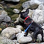 Django a rejoint le concours — aidez-le/la à gagner de superbes lots ! dog, black_dog, collar, leash, rocks, stream, water, outdoor, nature, curious, pet, small_dog, standing, animal, riverbed, stone, adventure, exploration, canine, leash_taut