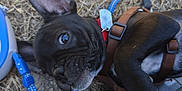Django participe au concours pour gagner de l'argent avec cette photo : black_dog, close_up, collar, curious, daylight, dog, ear, grass, leash, lying_down, nature, outdoor, paw, person, pet, playing, puppy, reflection, shadow, shoe