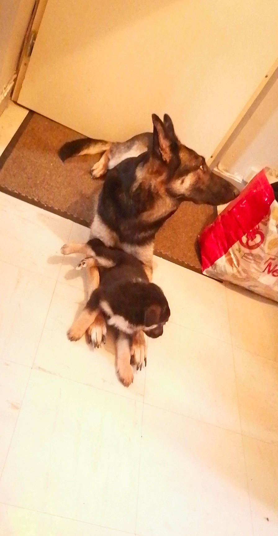 Nixy a rejoint le concours — aidez-le/la à gagner de superbes lots ! carnivore, chihuahua, comfort, companion_dog, dog, dog_breed, dog_supply, fawn, felidae, floor, flooring, fur, hardwood, paw, snout, tail, toy_dog, wood, working_animal, working_dog