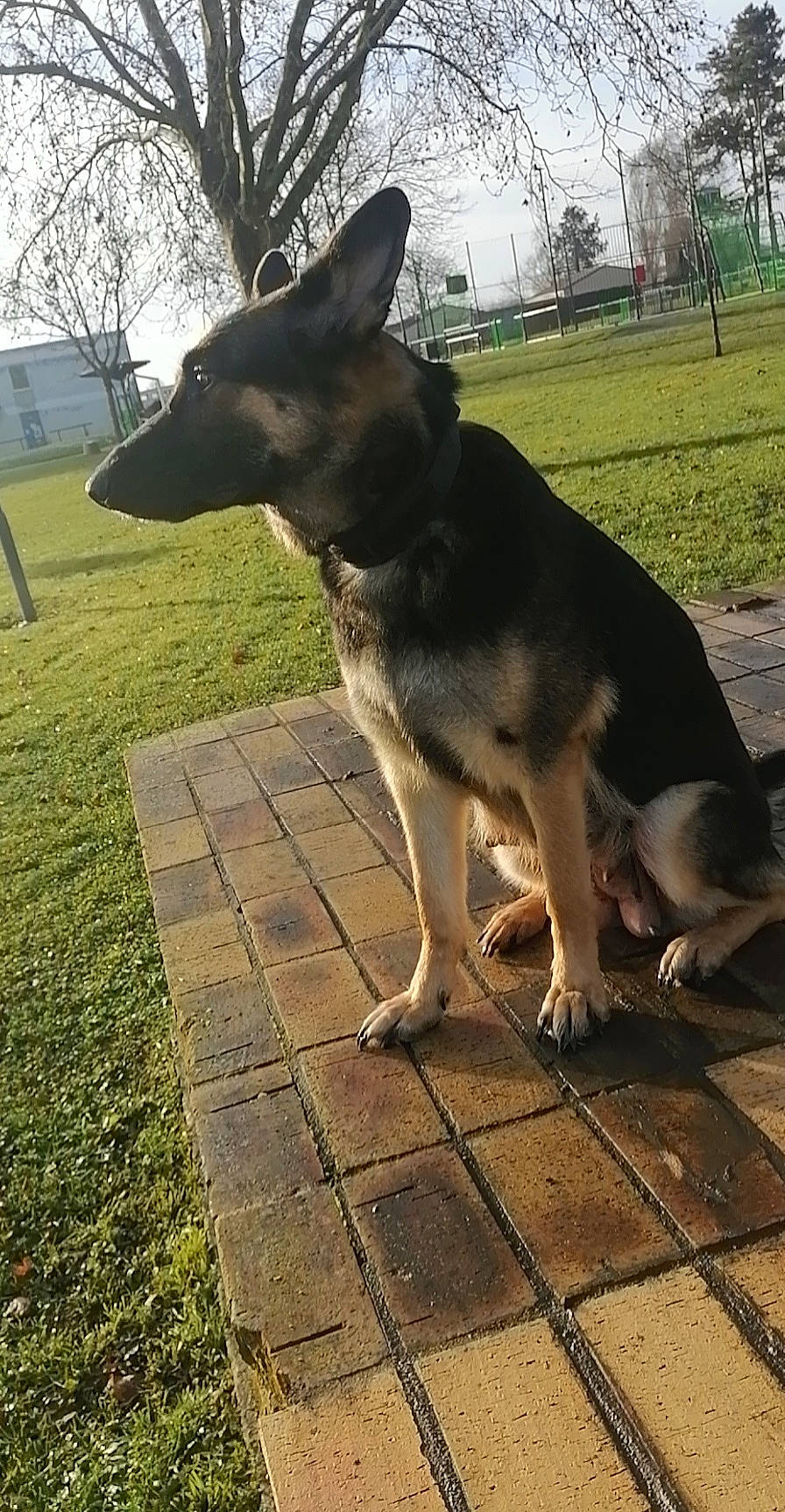 Nixy participe au concours pour gagner de l'argent avec cette photo : canidae, carnivore, collar, companion_dog, dog, dog_breed, dog_collar, east_european_shepherd, grass, guard_dog, herding_dog, mammal, plant, sky, snout, tail, tree, window, working_animal, working_dog