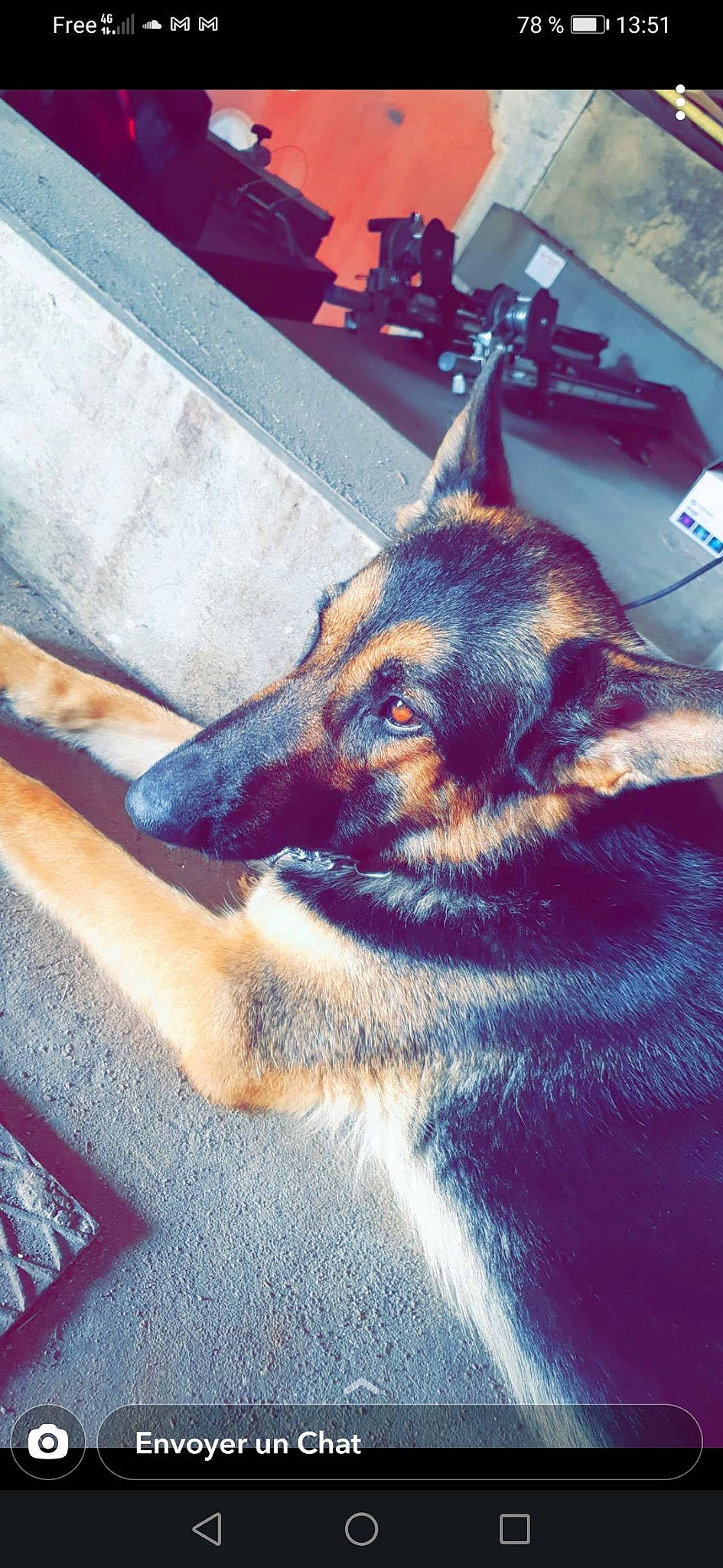 Nixy participe au concours pour gagner de l'argent avec cette photo : belgian_shepherd_malinois, canidae, carnivore, companion_dog, dog, dog_breed, east_european_shepherd, electric_blue, fur, german_shepherd_dog, herding_dog, jaw, king_shepherd, old_german_shepherd_dog, snout, sporting_group, tints_and_shades, whiskers, working_animal, working_dog